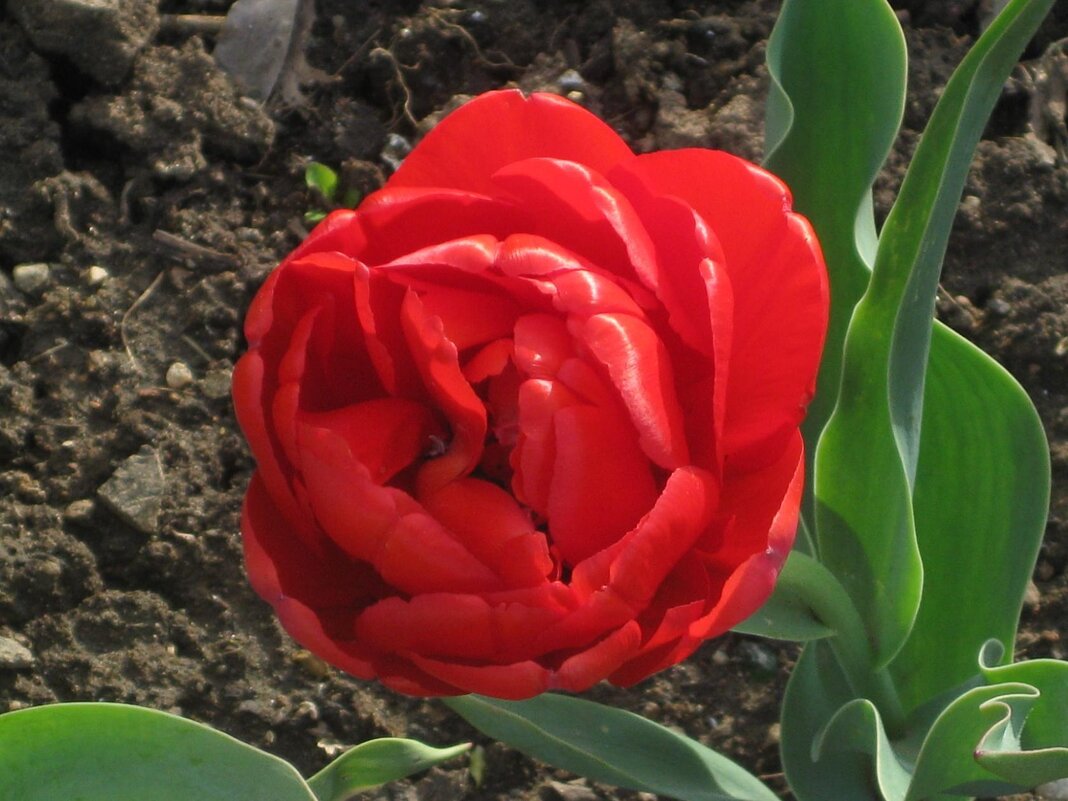 Тюльпан пионовдный - Дмитрий Никитин