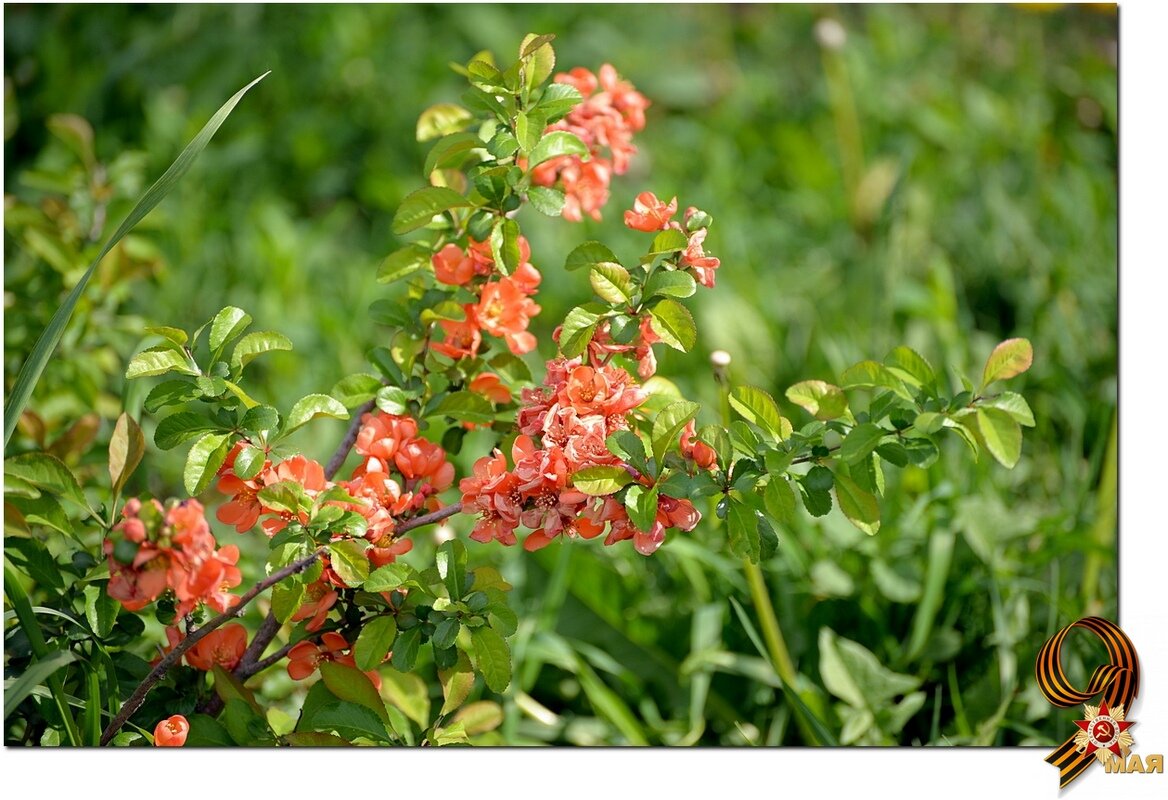 Доброе утро - Сеня Белгородский