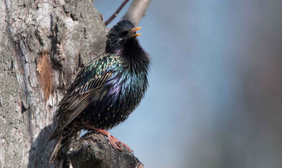 Песня скворца. - Владимир Безбородов