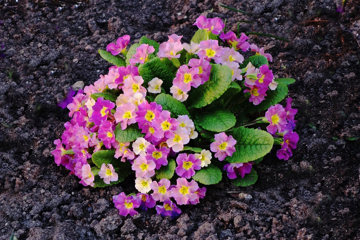 Примула - Рита Симонова