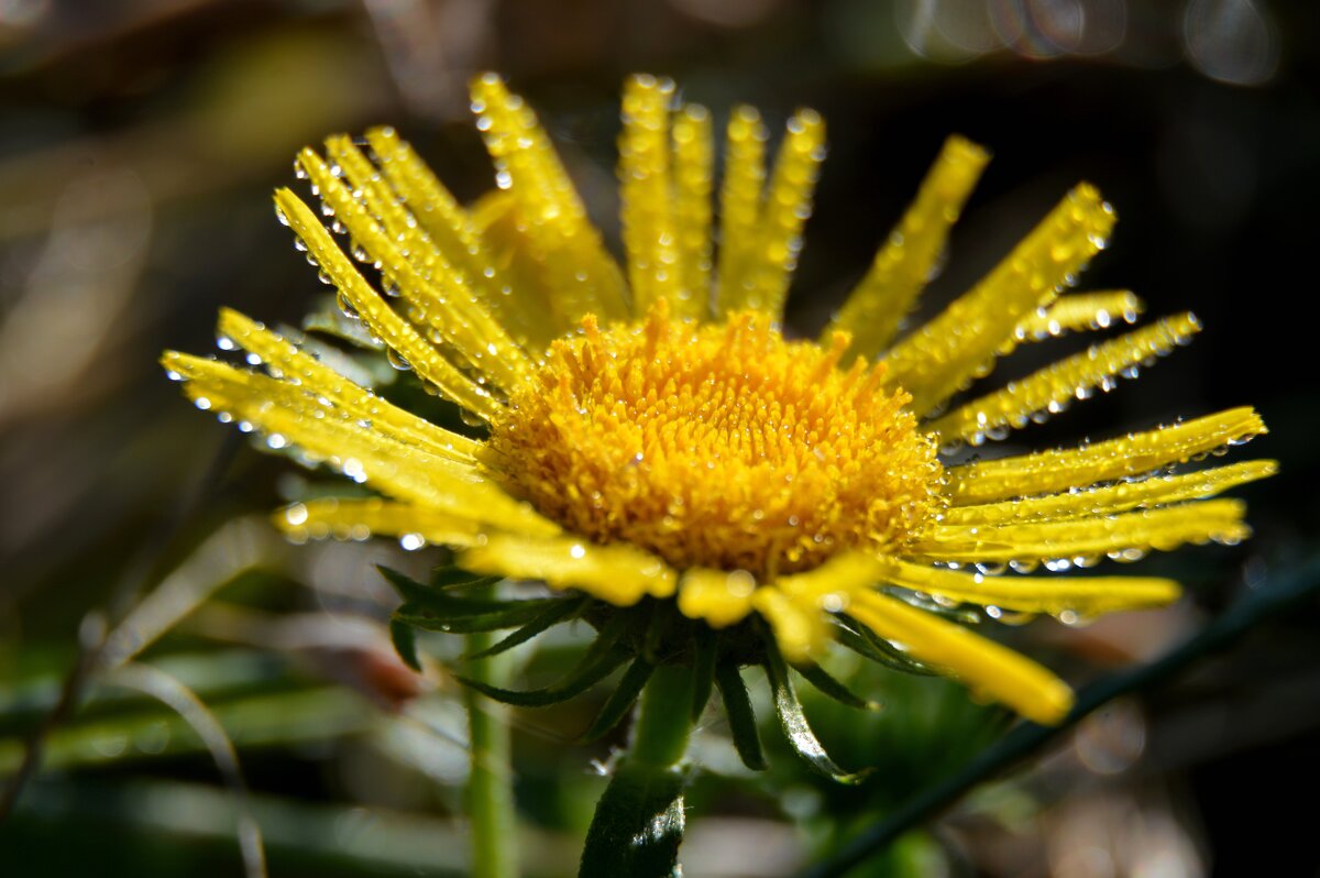 Девясил высокий - Надежда Куркина Девясил высокий - Надежда Куркина