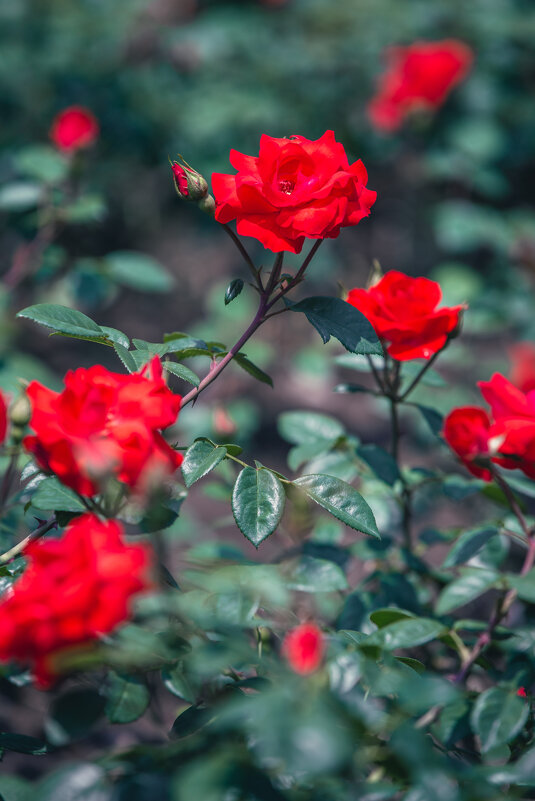 Фестиваль роз в Ханчжоу - Дмитрий 