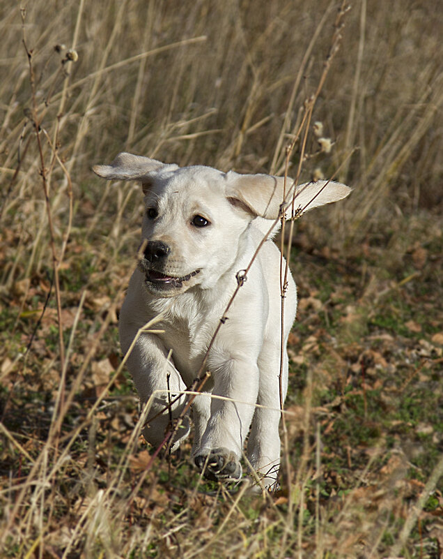 На прогулке - Андрей Пристяжнюк
