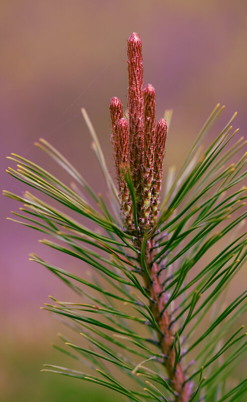 Сосна - Эдуард Куклин