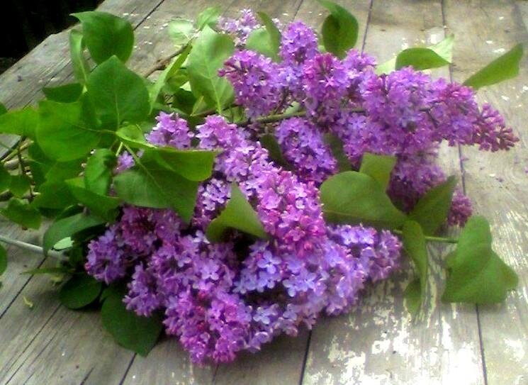 Память и слава... - Наталья 