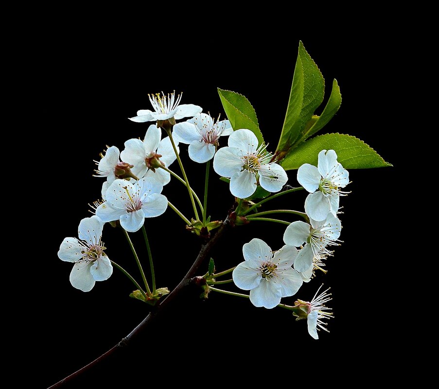 *** - Леонид leo *** - Леонид leo