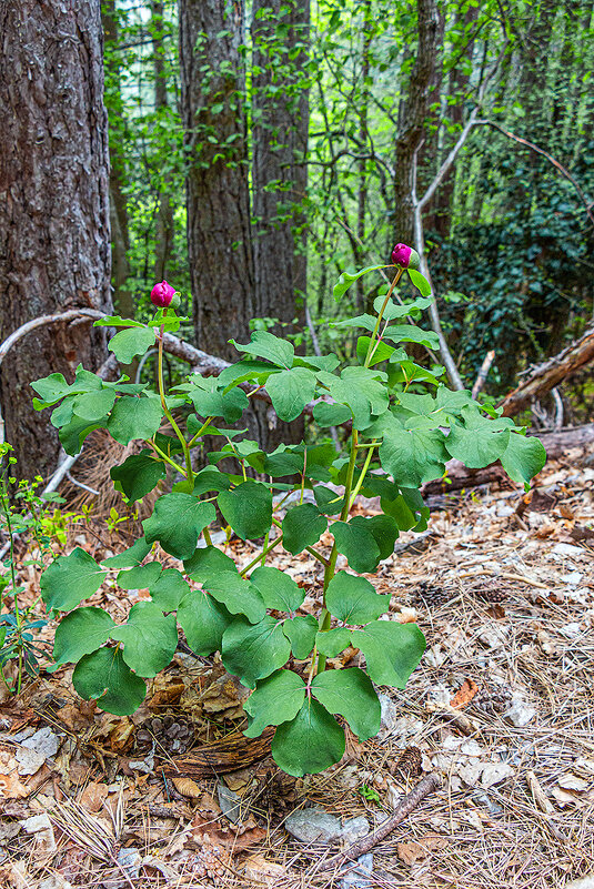 Начало цветения - Юрий Яловенко Начало цветения - Юрий Яловенко