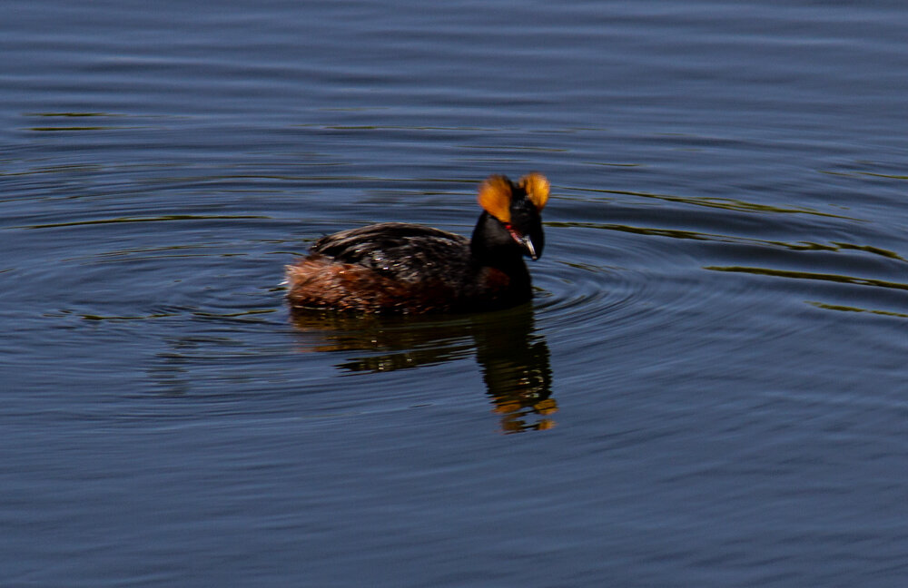 Красношейная поганка - Светлана SvetNika17