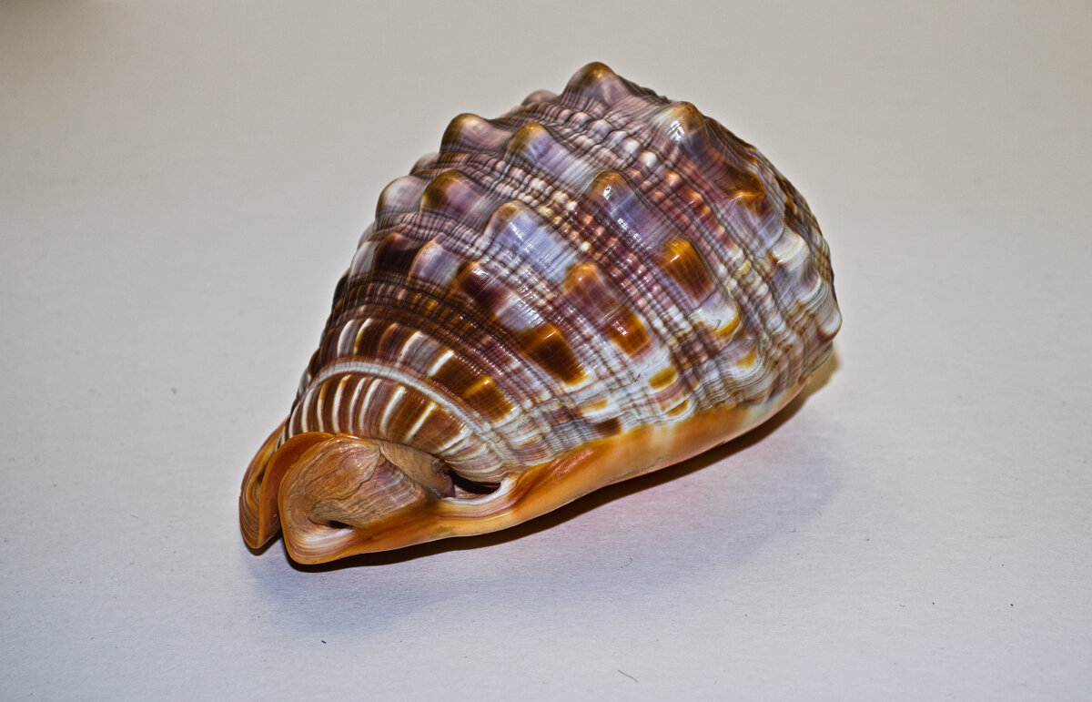 ракушка - Giant Tao / ракушка - Giant Tao /