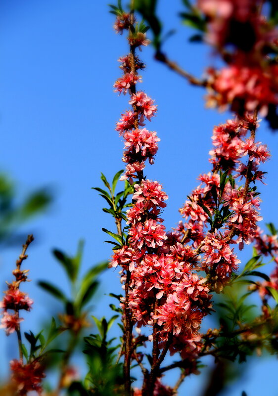 Весна - Vlad Сергиевич Весна - Vlad Сергиевич