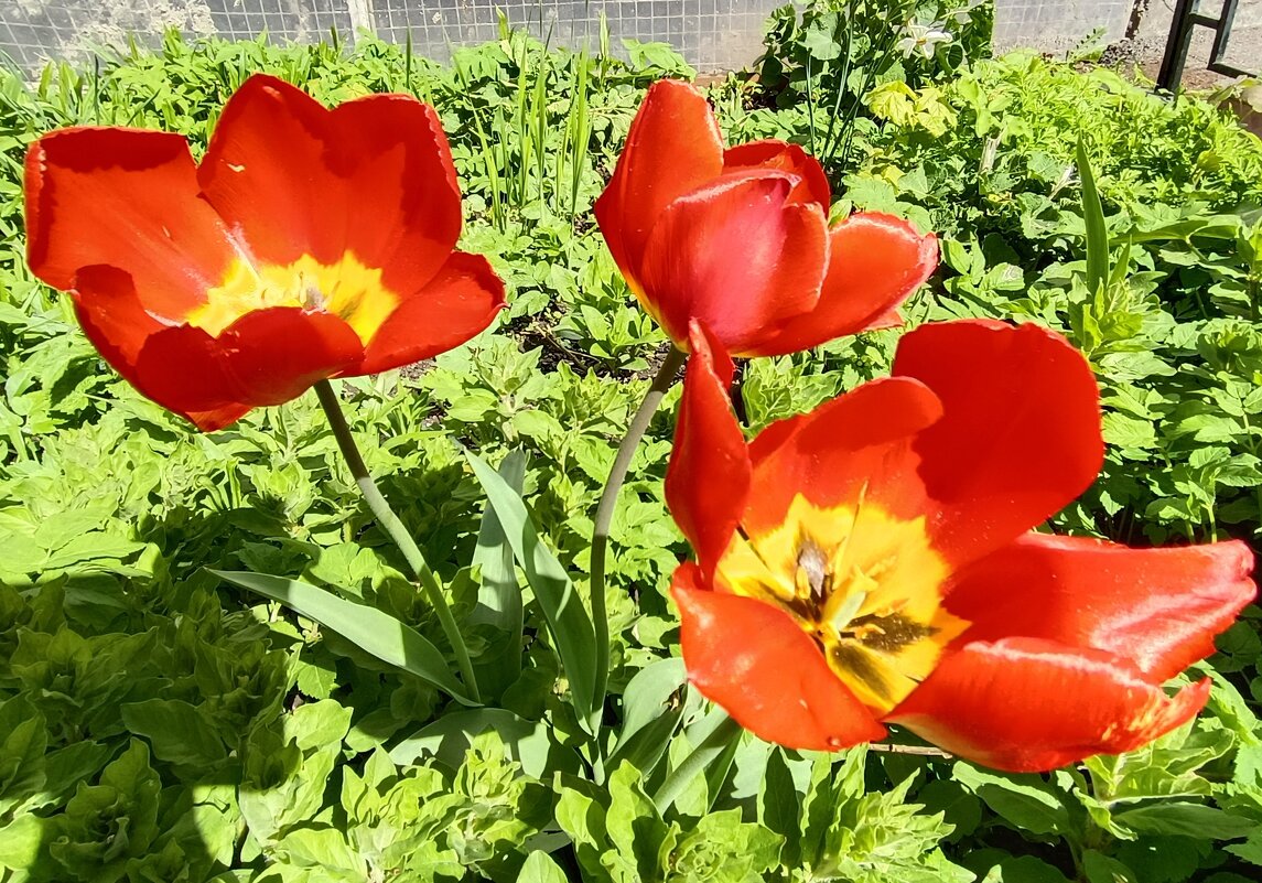 Тюльпаны в День Победы - Мария Васильева