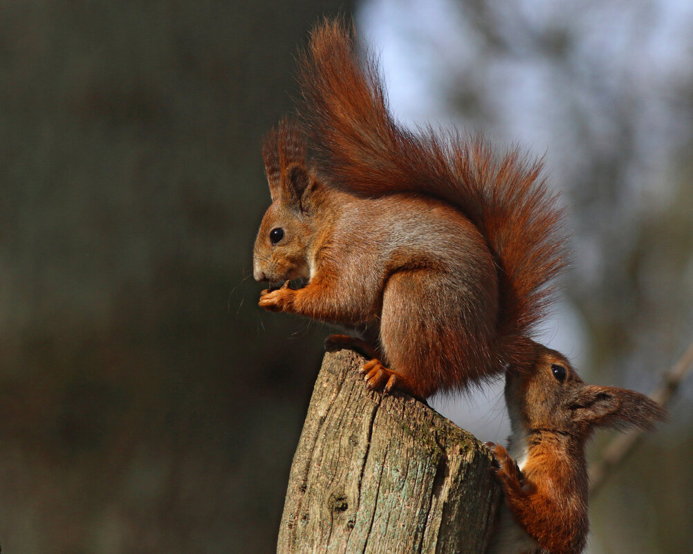 Весеннее настроение - Георгий Бондаренко Весеннее настроение - Георгий Бондаренко