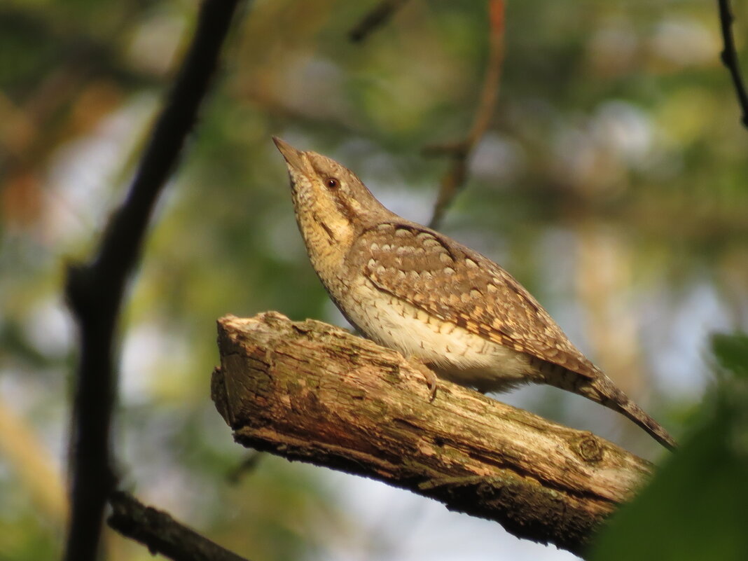 Вертишейка - Ната Волга