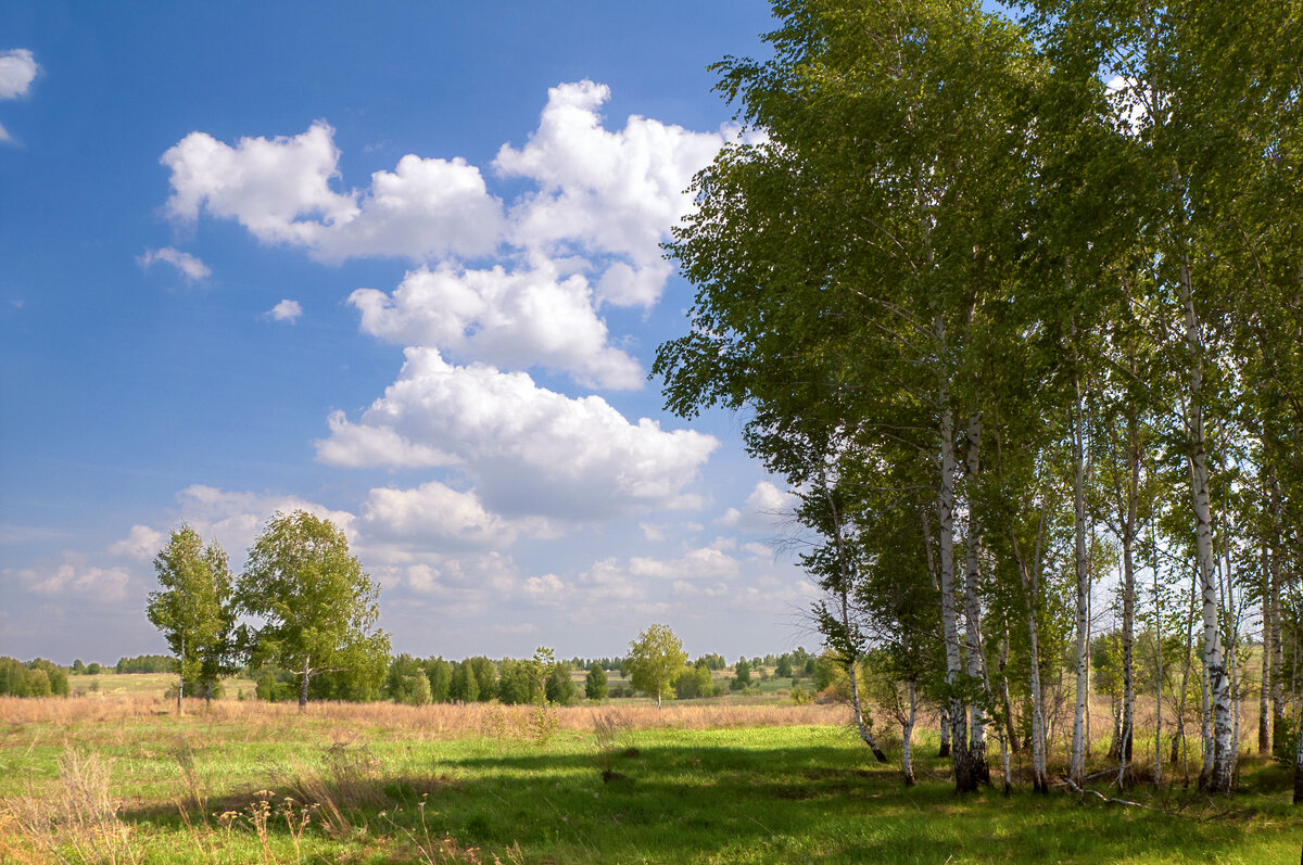 Березы - **** vedin Березы - **** vedin