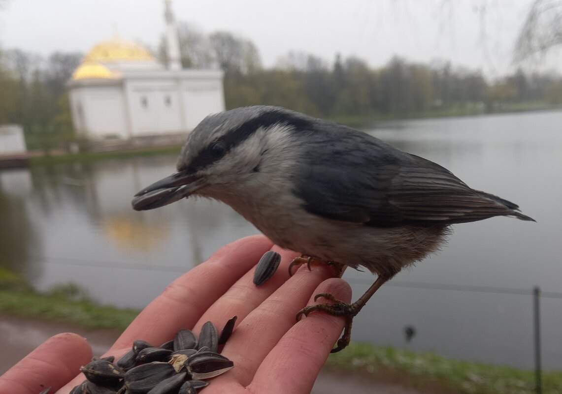 Поползень - Сапсан 