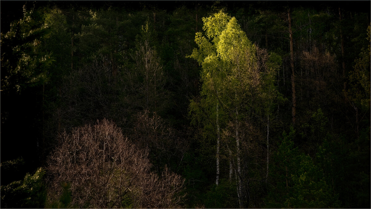 Вечерний свет - **** vedin