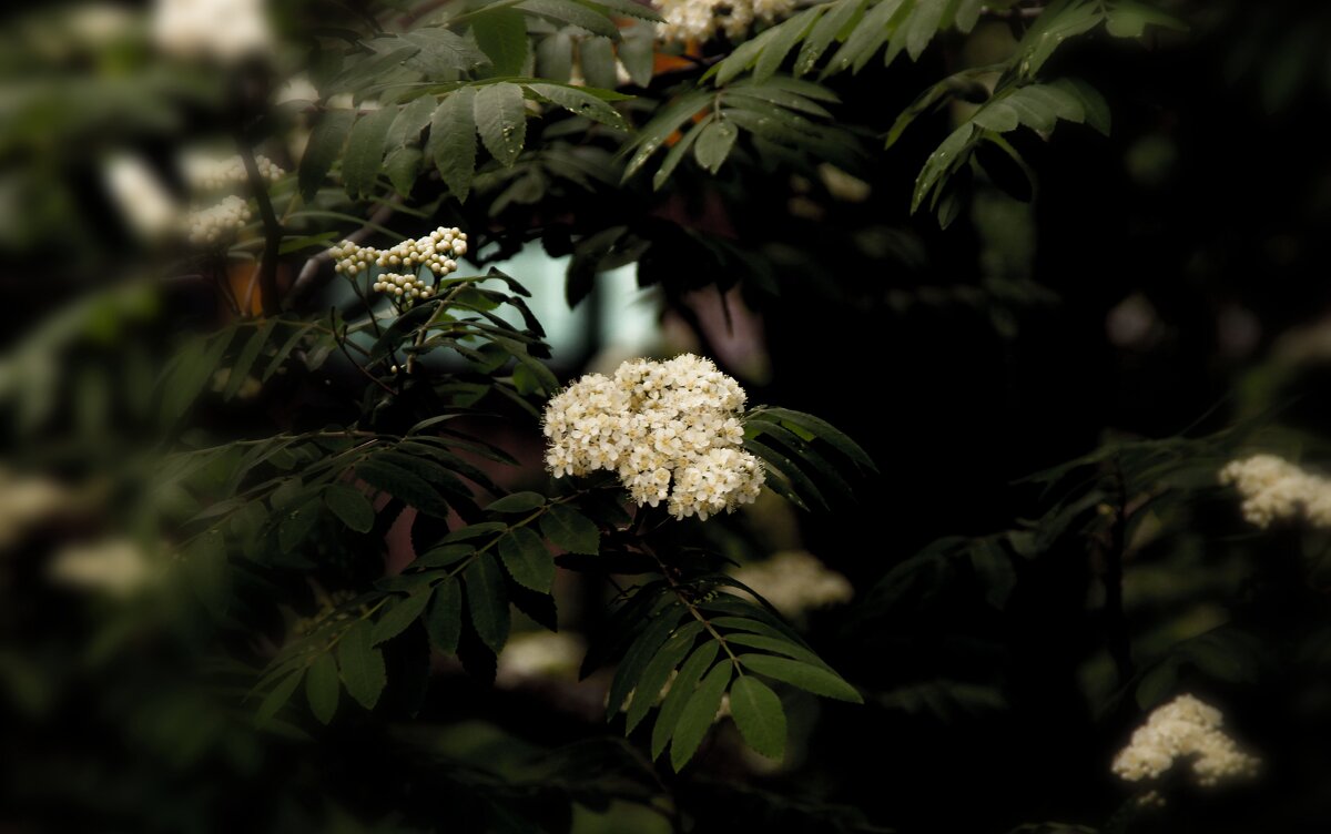 Цвет рябины - Oleg4618 Шутченко