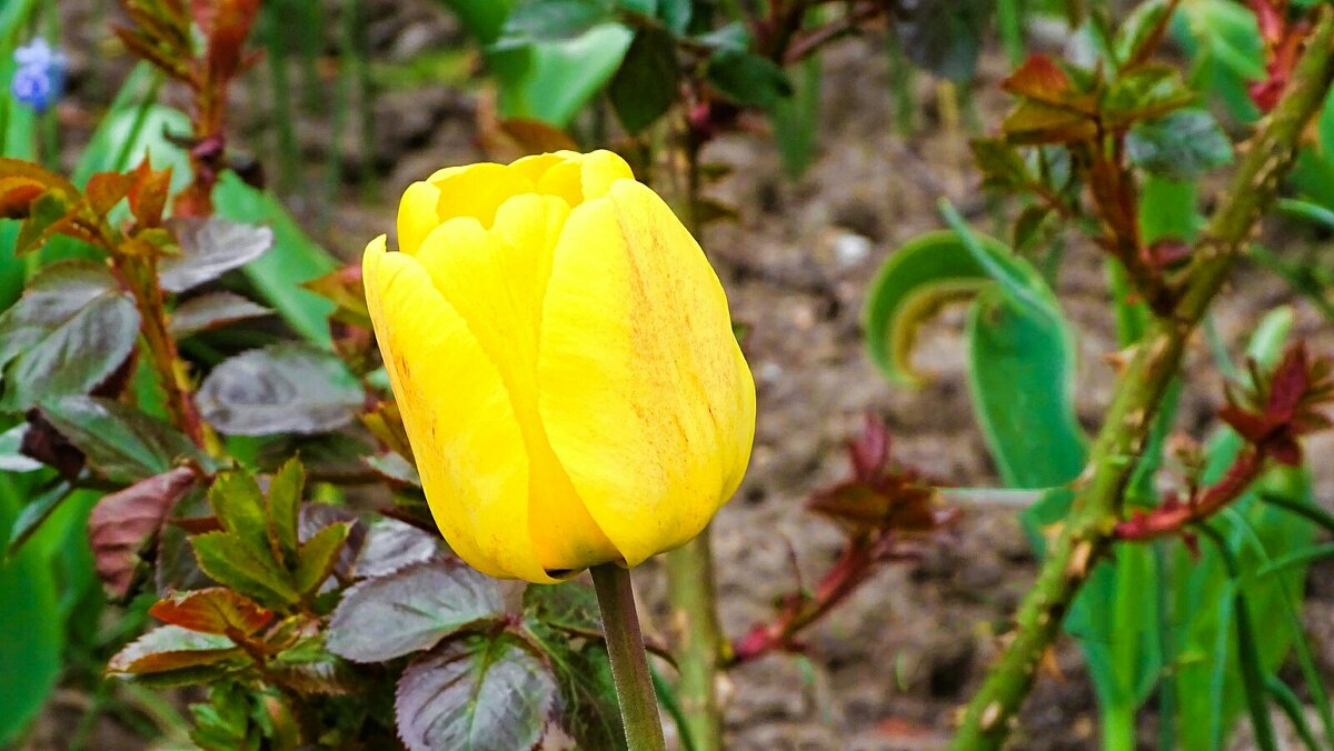 Цветы на городских клумбах - Милешкин Владимир Алексеевич Цветы на городских клумбах - Милешкин Владимир Алексеевич
