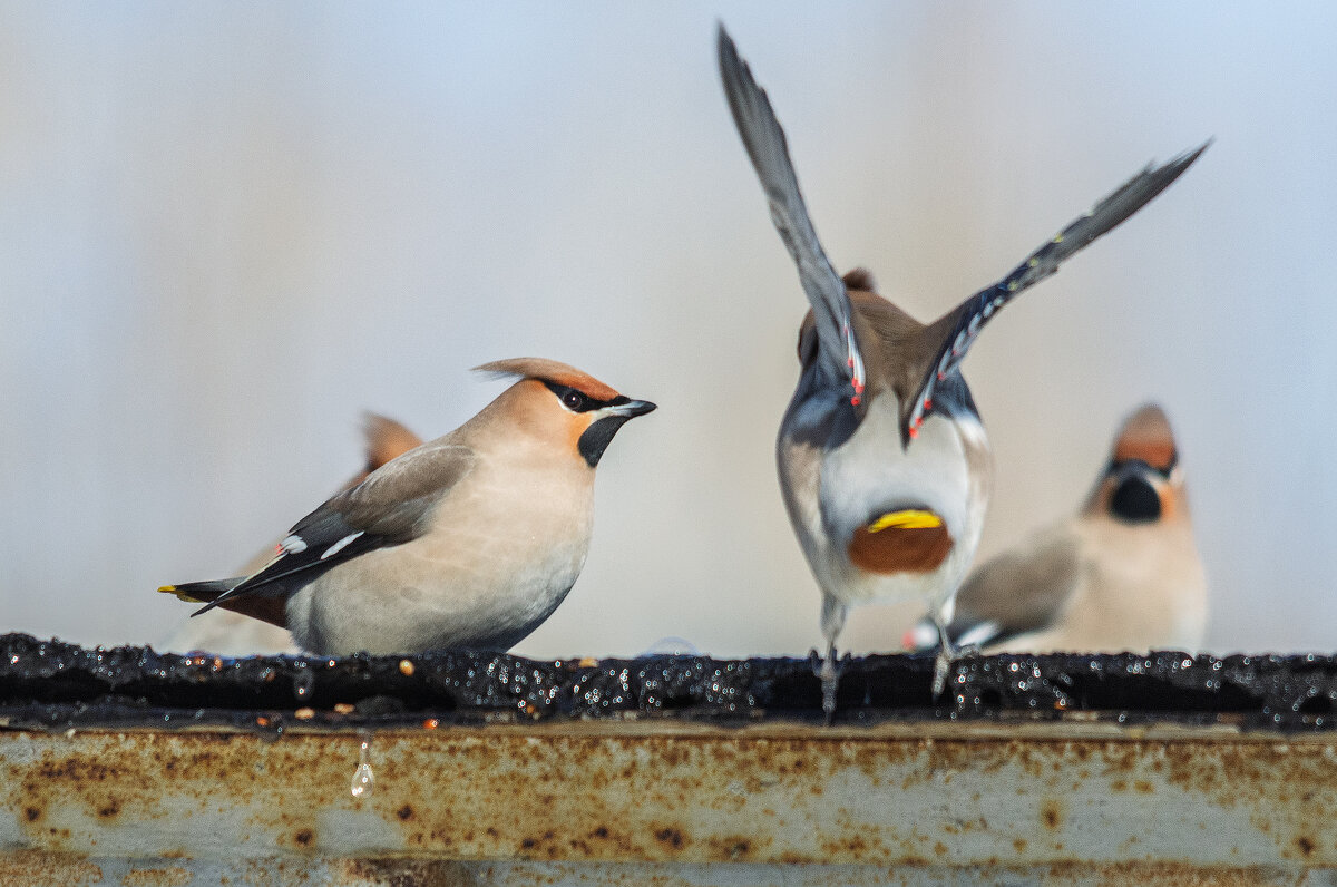 Свиристели. - Виктор Иванович Чернюк Свиристели. - Виктор Иванович Чернюк