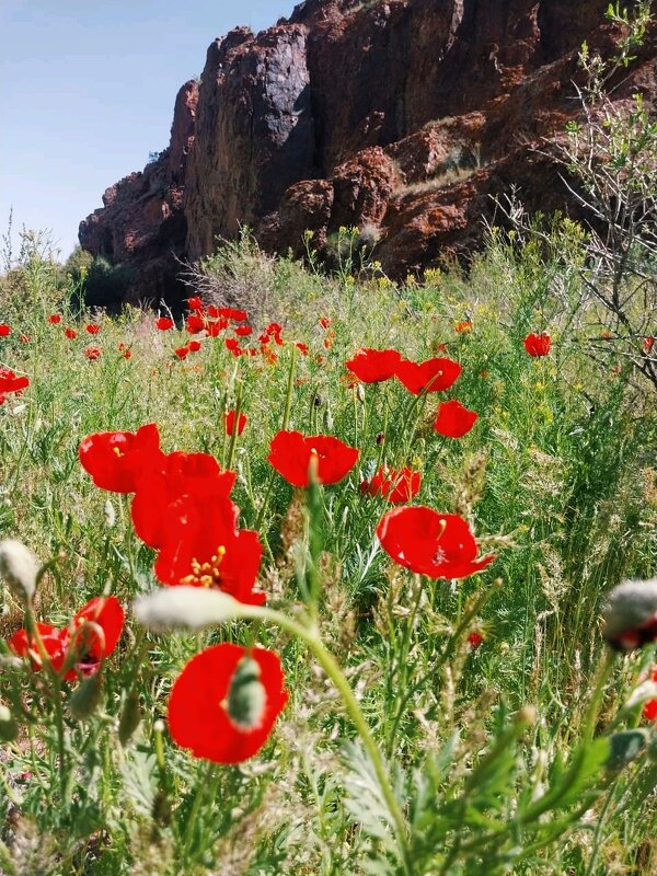 В горах Хантау. - Георгиевич 
