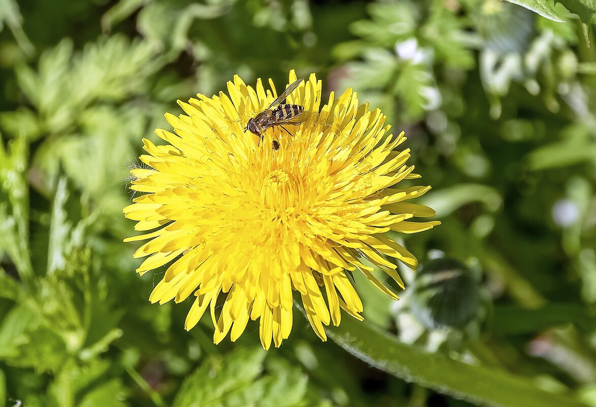 Журчалка - Валерий Иванович