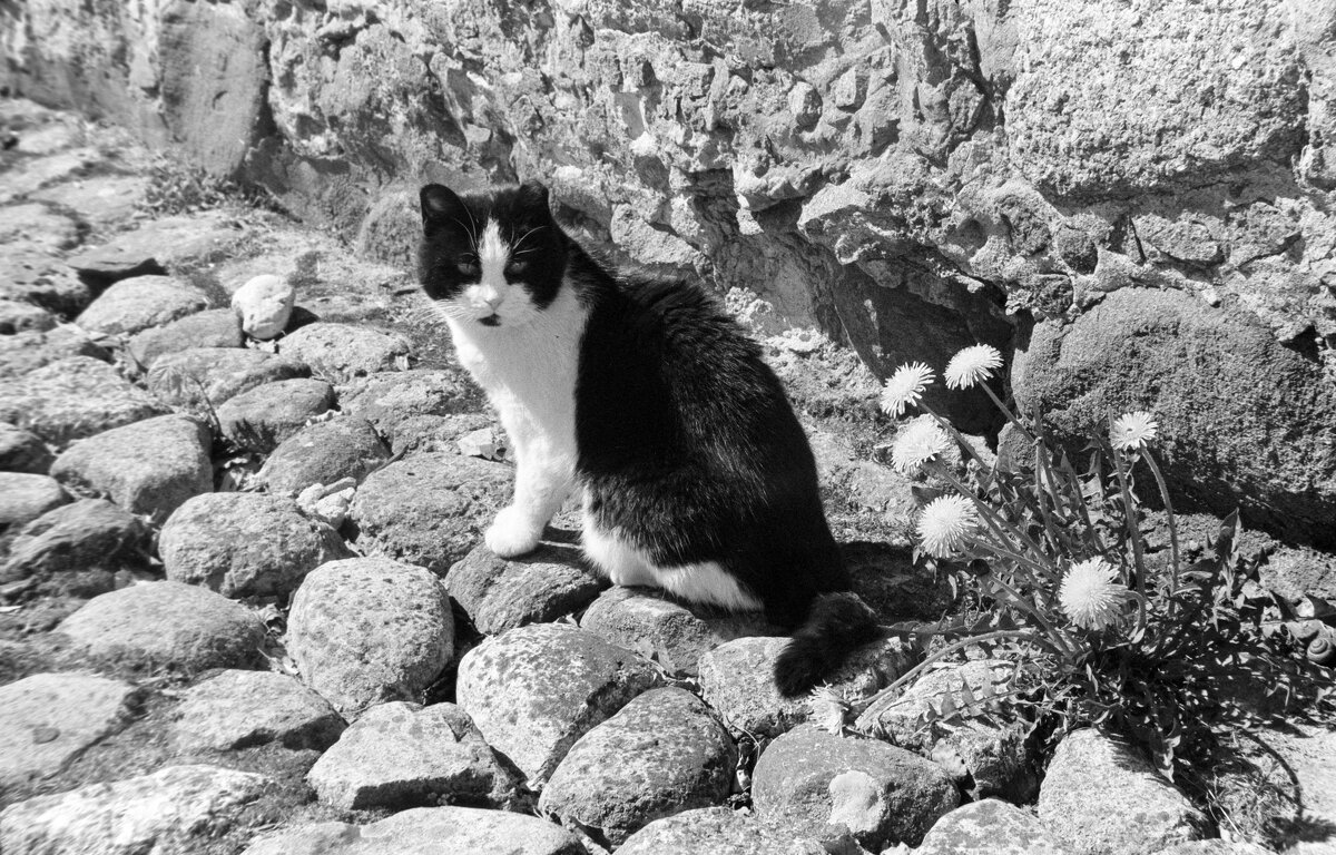 У НАС МЫШЬ НЕ ПРОСКОЧИТ! - Олег Зоркий У НАС МЫШЬ НЕ ПРОСКОЧИТ! - Олег Зоркий