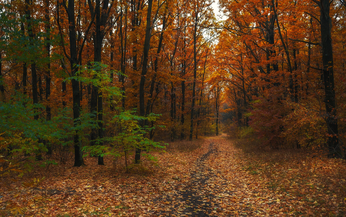 ... - Сергей Лысенко