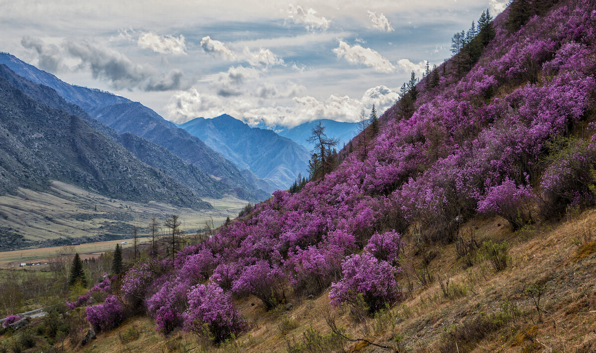 Цветущий Алтай. - Марина Юдинских Цветущий Алтай. - Марина Юдинских