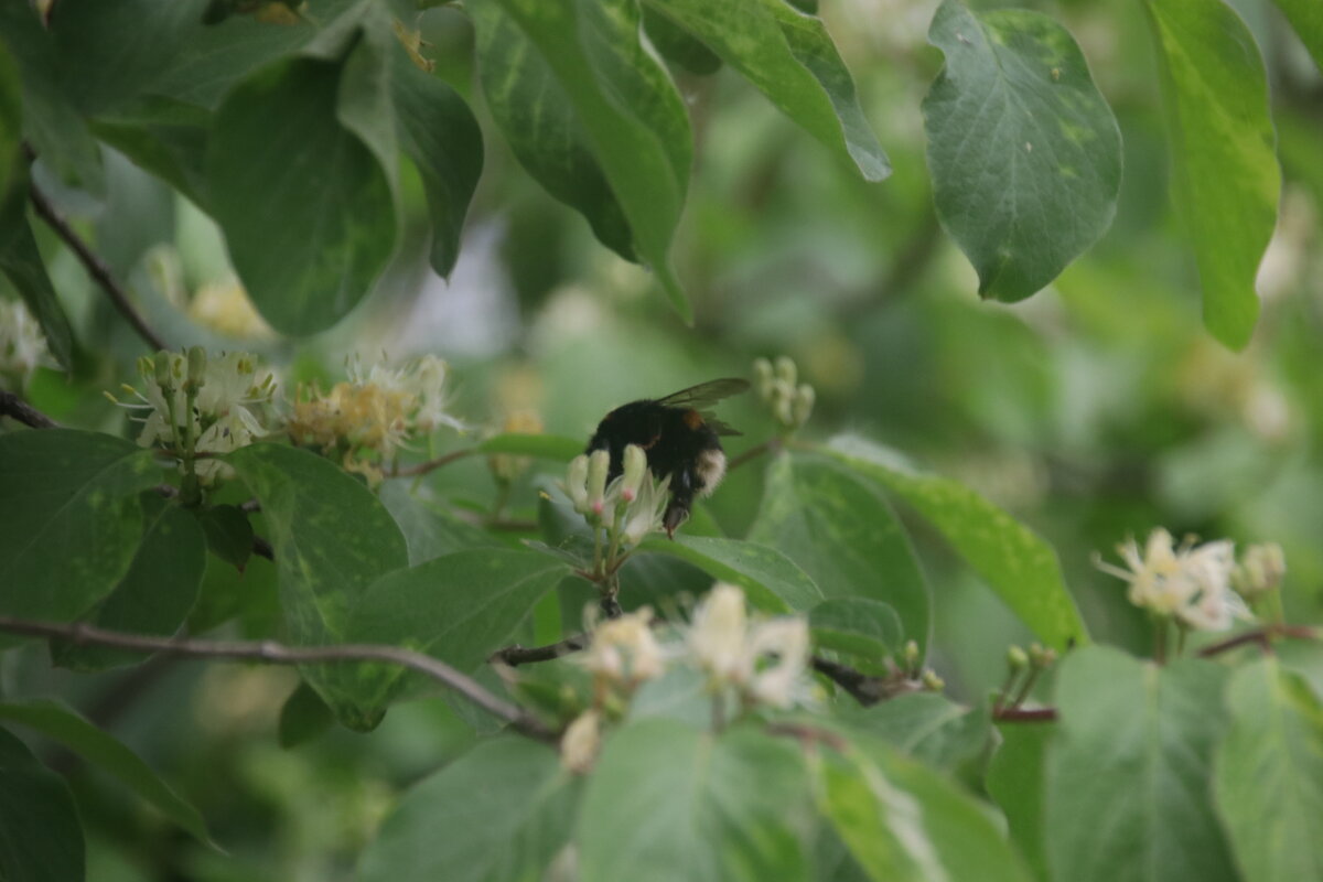 Работа Шмеля. - Вячеслав. Синицын