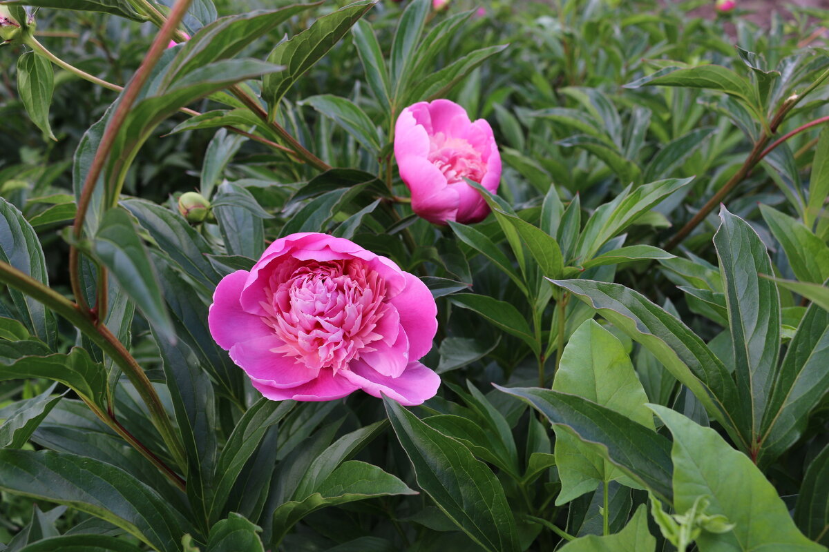 Городские цветы... - Ольга Городские цветы... - Ольга