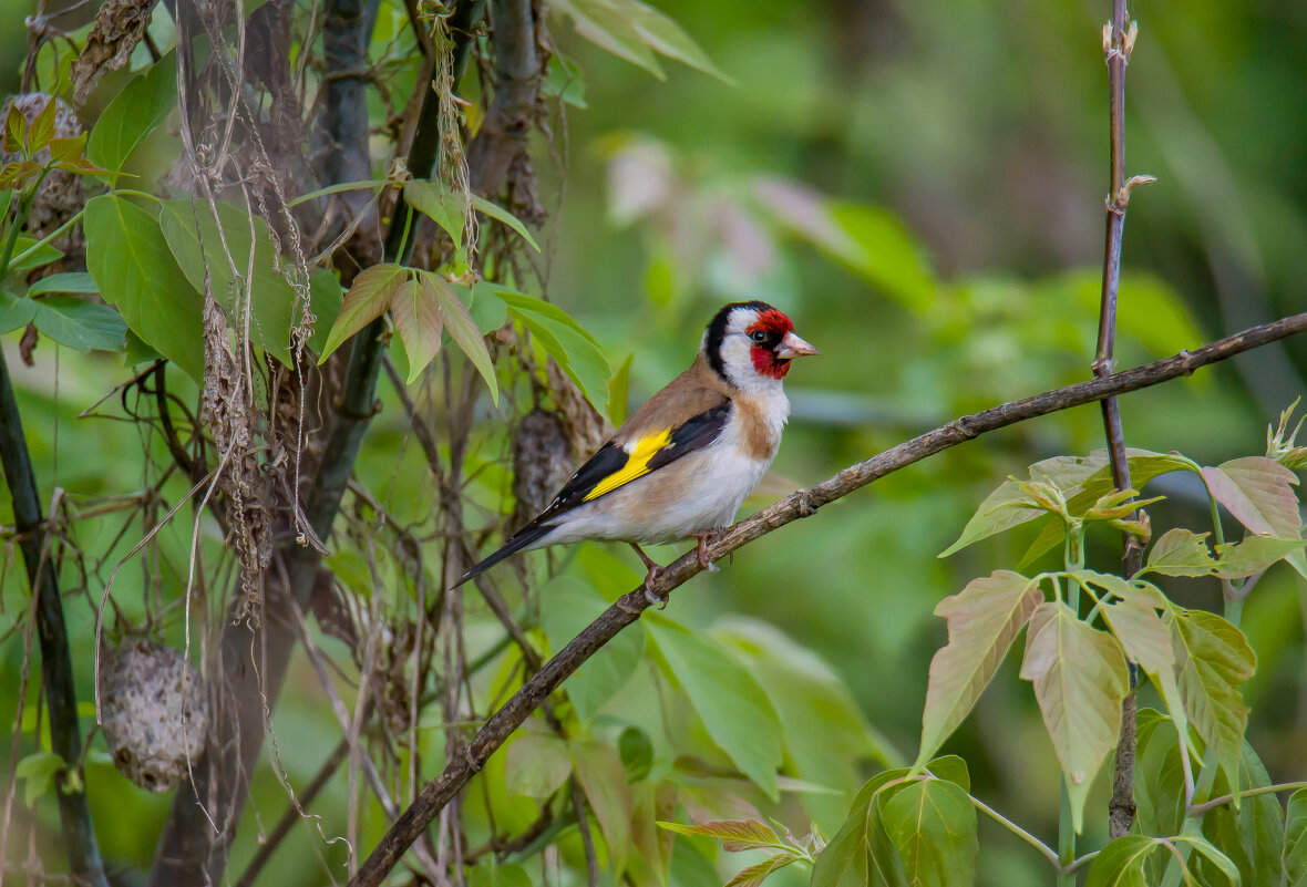 Щегол. - Sergey (Apg) Щегол. - Sergey (Apg)