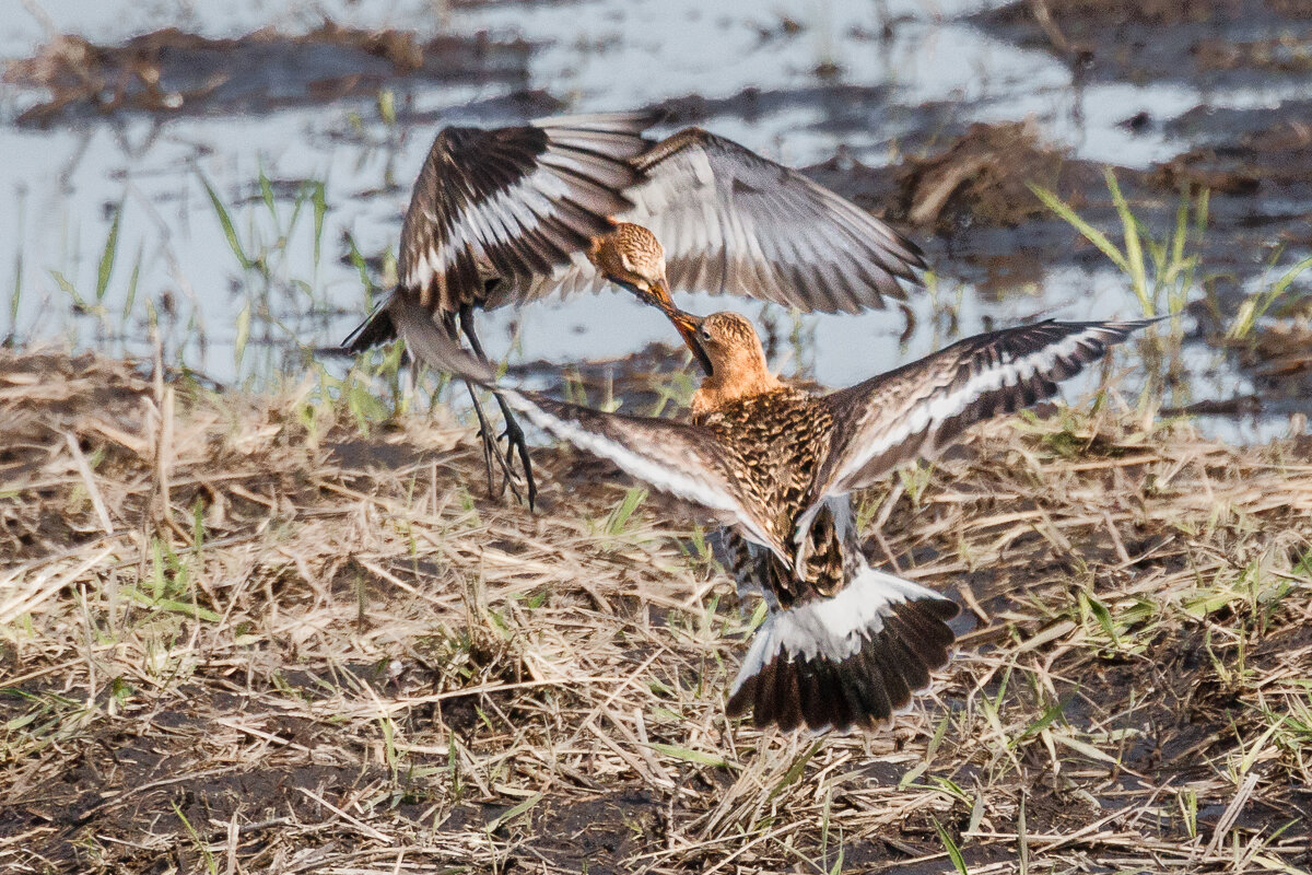 Воздушный бой - Георгий Кулаковский Воздушный бой - Георгий Кулаковский