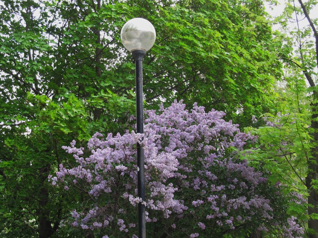 май - Елена Шаламова