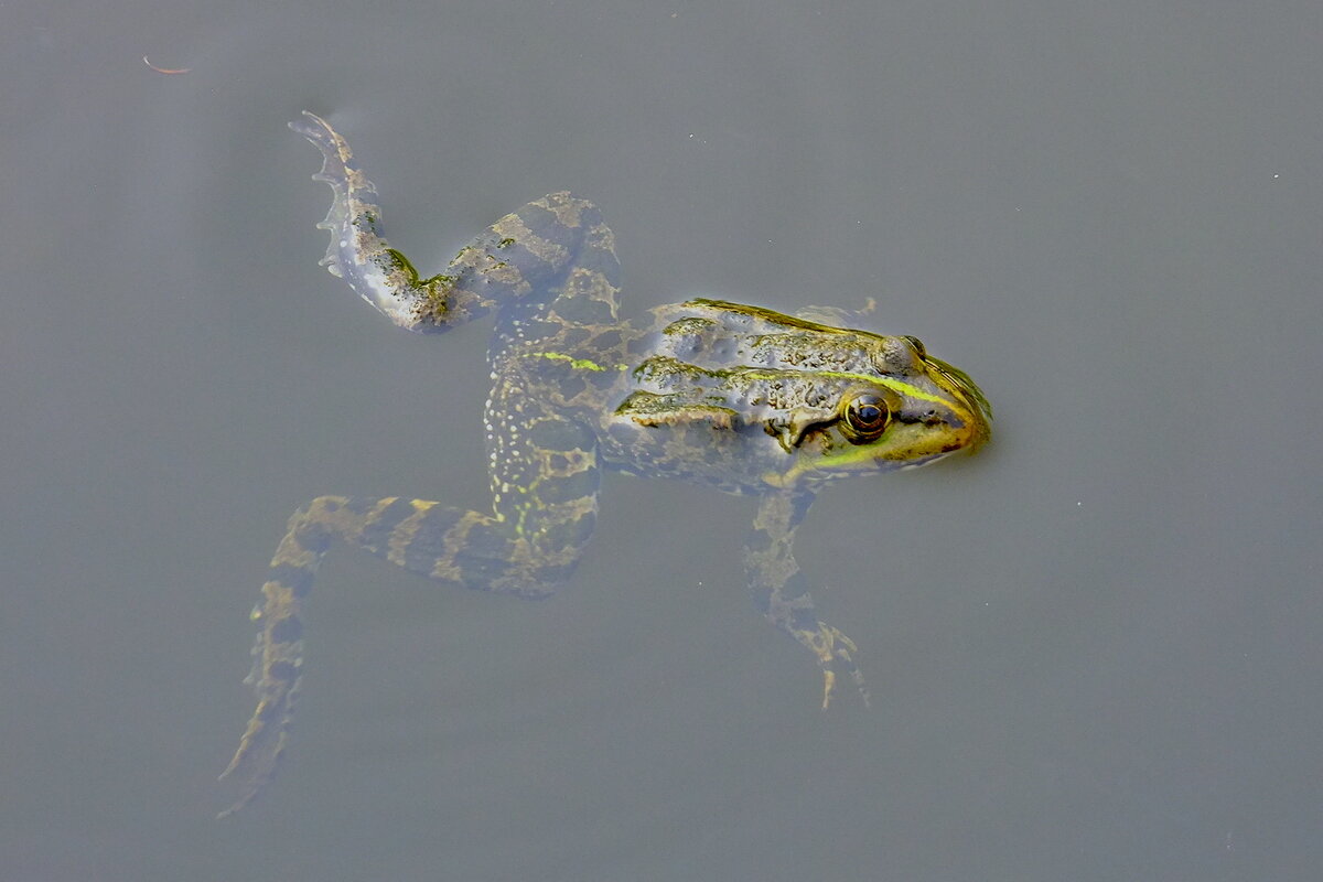 Облегчение - Фёдор Меркурьев