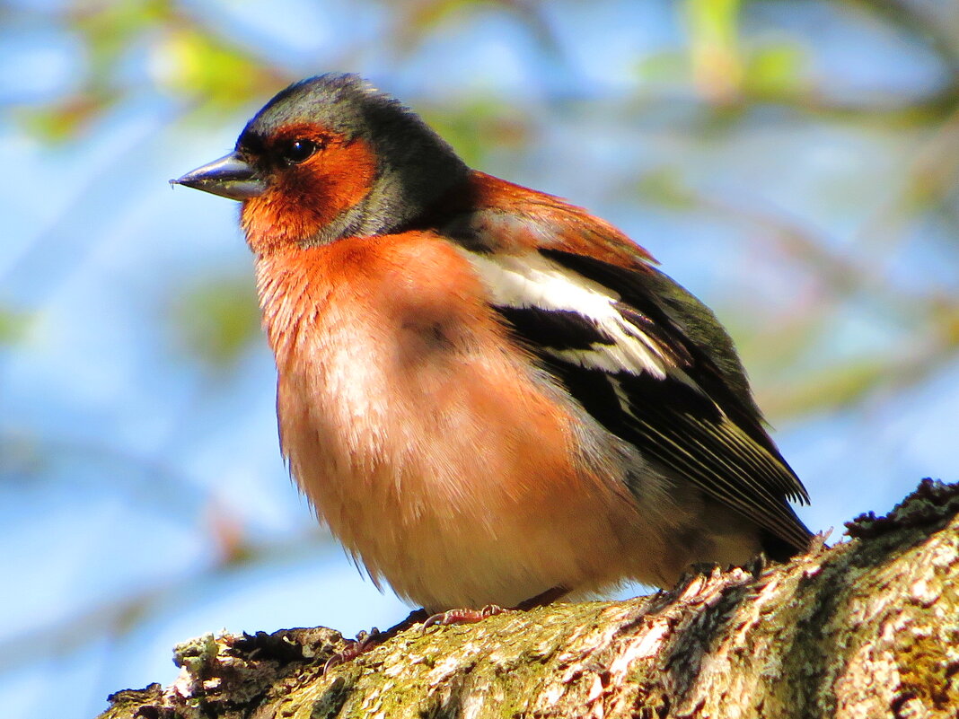 Зяблик - Андрей Снегерёв Зяблик - Андрей Снегерёв