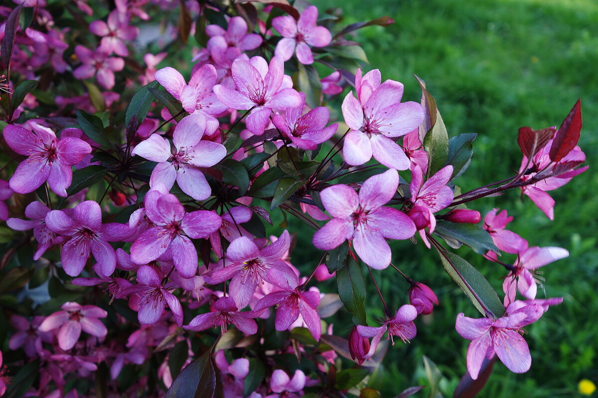 Цветет Яблоня декоративная - Рита Симонова