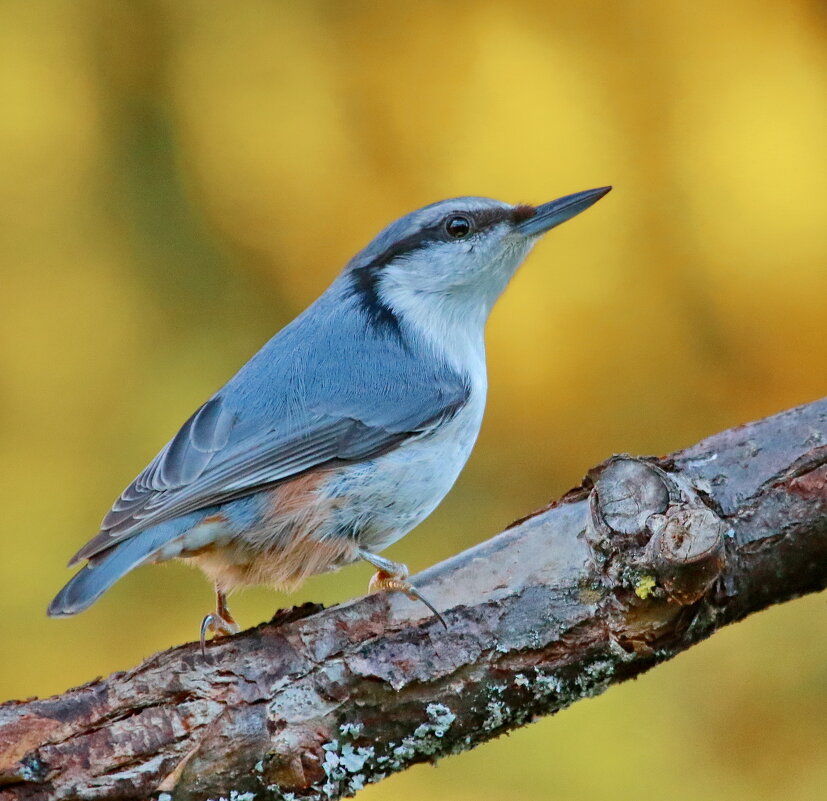 однажды вечером ... - Andrey Bragin однажды вечером ... - Andrey Bragin