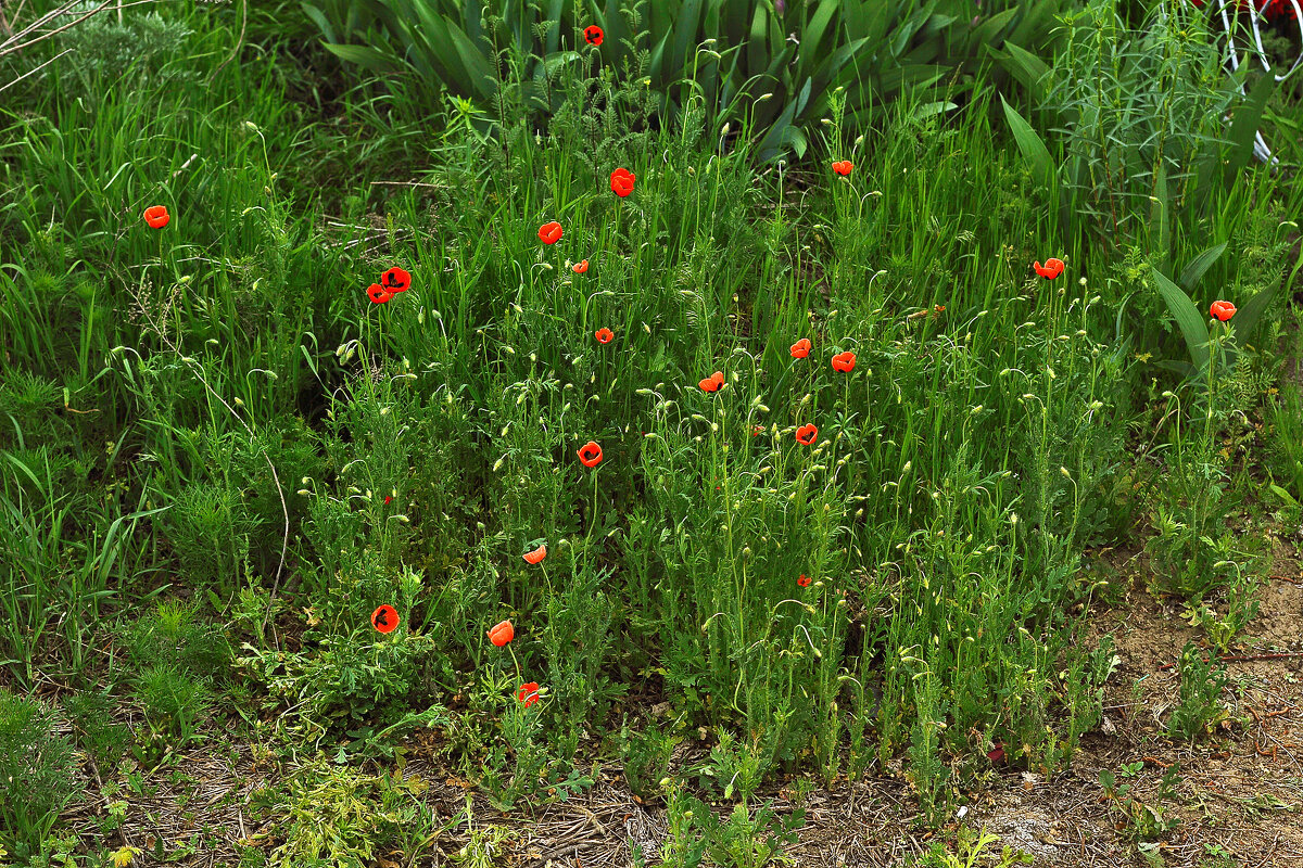 Маки - Юрий Гайворонскiий