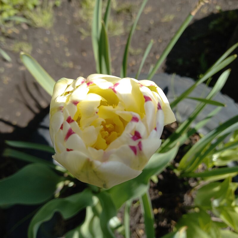 Тюльпанчик - BoxerMak Mak Тюльпанчик - BoxerMak Mak