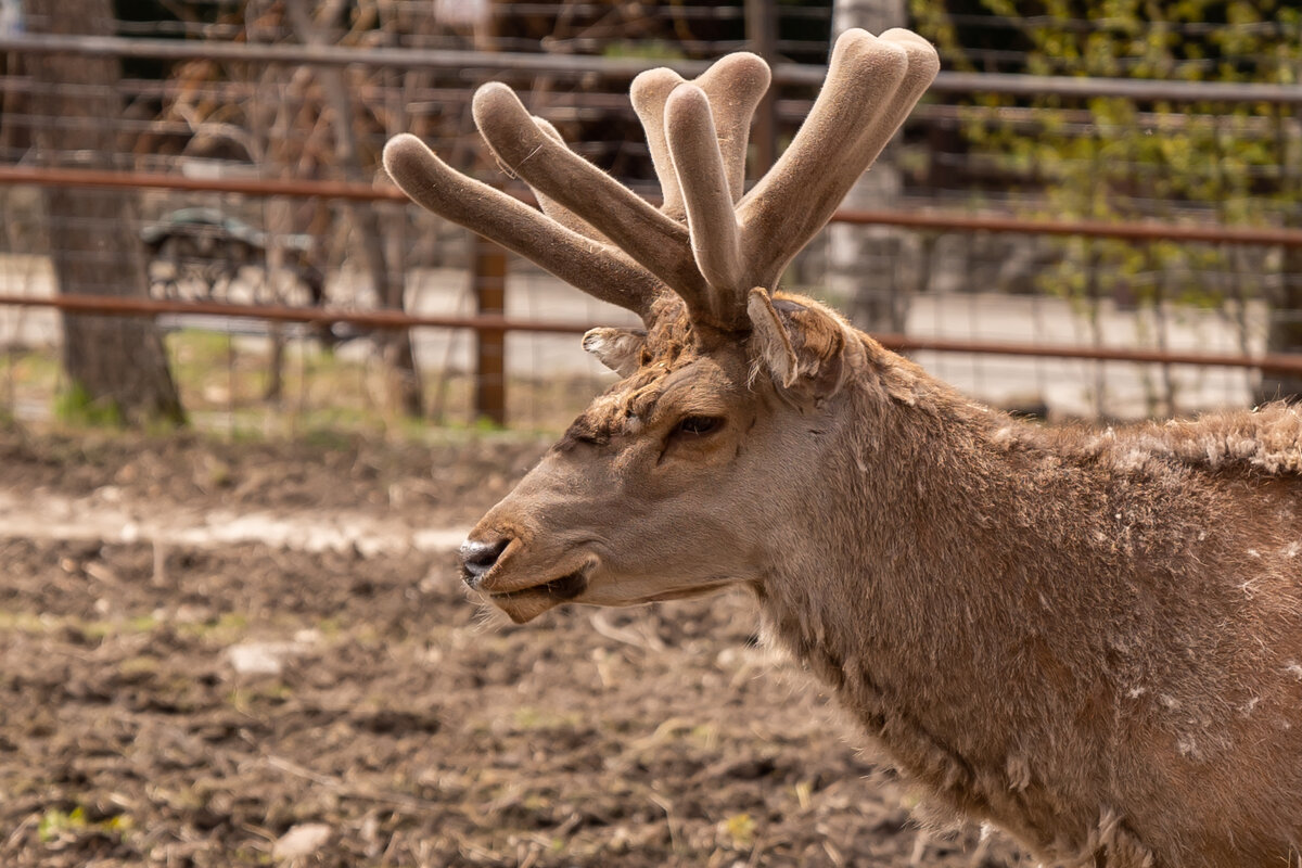 Рогатый мудрец) - Сергей Флетчер