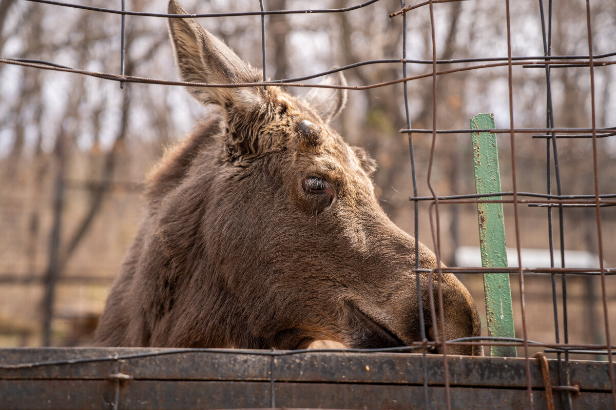 Удивление - Сергей Флетчер