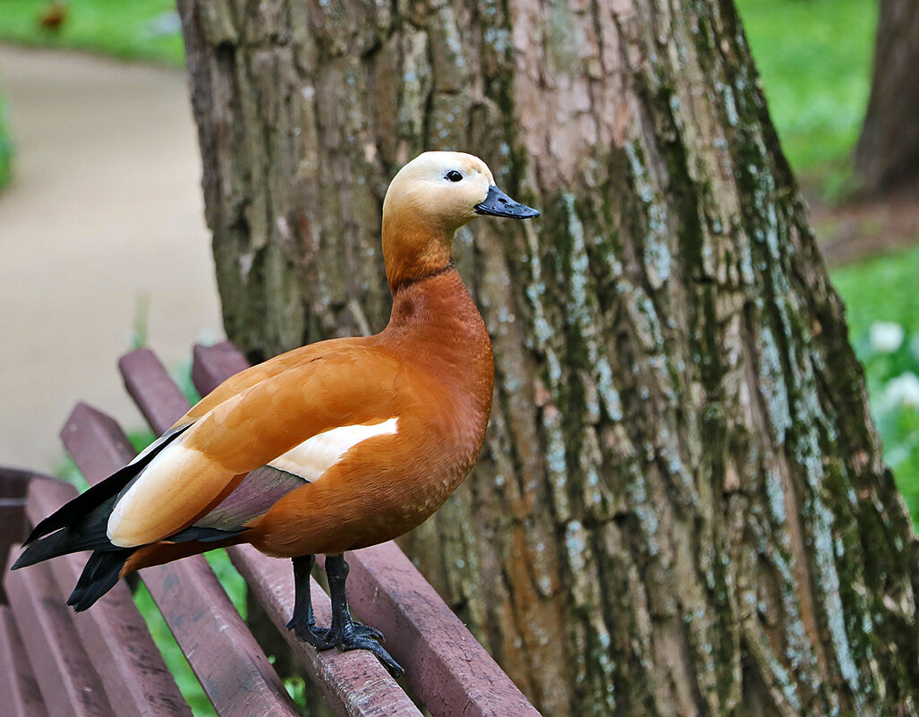Жительница Аптекарского огорода - Светлана Жительница Аптекарского огорода - Светлана