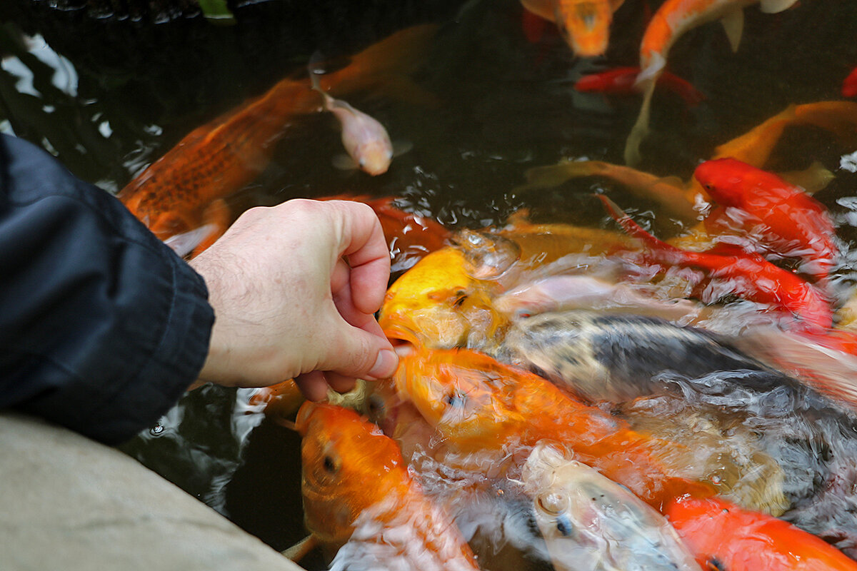 ...и рыбок тоже кормим - Светлана ...и рыбок тоже кормим - Светлана
