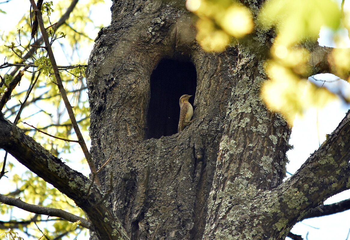 Вертишейка. - Алексей .