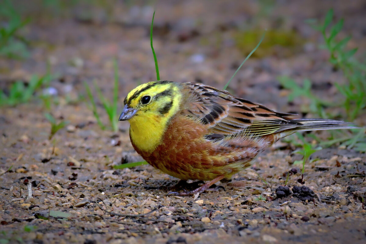 Овсянка обыкновенная - Николай Соколухин Овсянка обыкновенная - Николай Соколухин