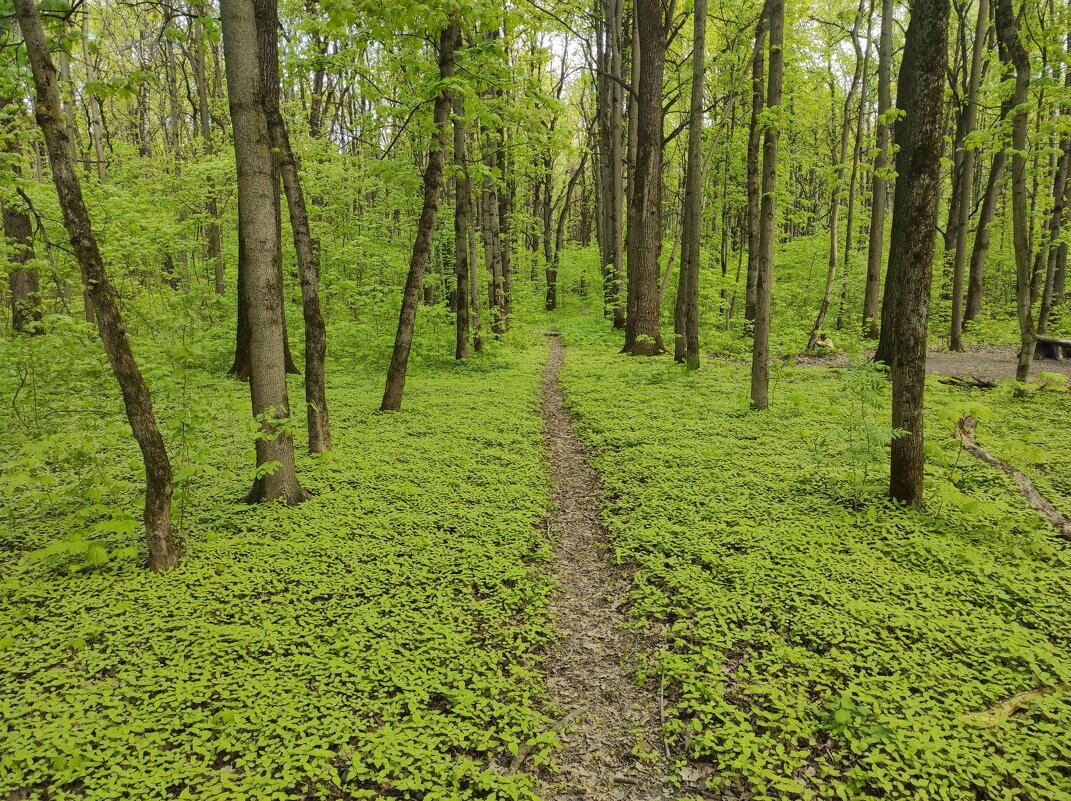 Лесной ковёр, на нём тропинка - Игорь Ч. Лесной ковёр, на нём тропинка - Игорь Ч.