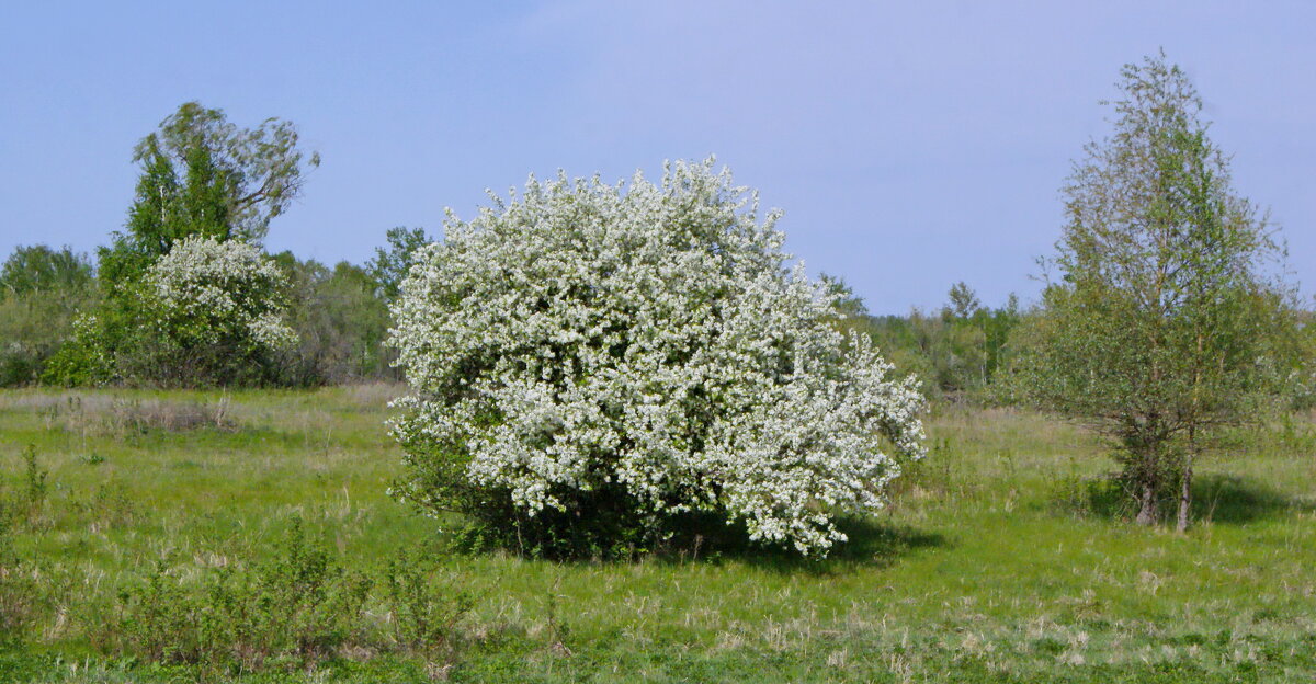 Майское цветение. - сергей ермошкин
