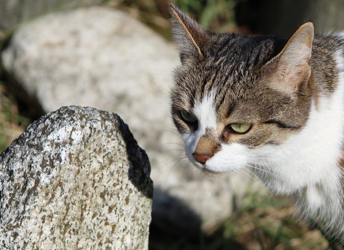 Шкода - ii_ik Иванов