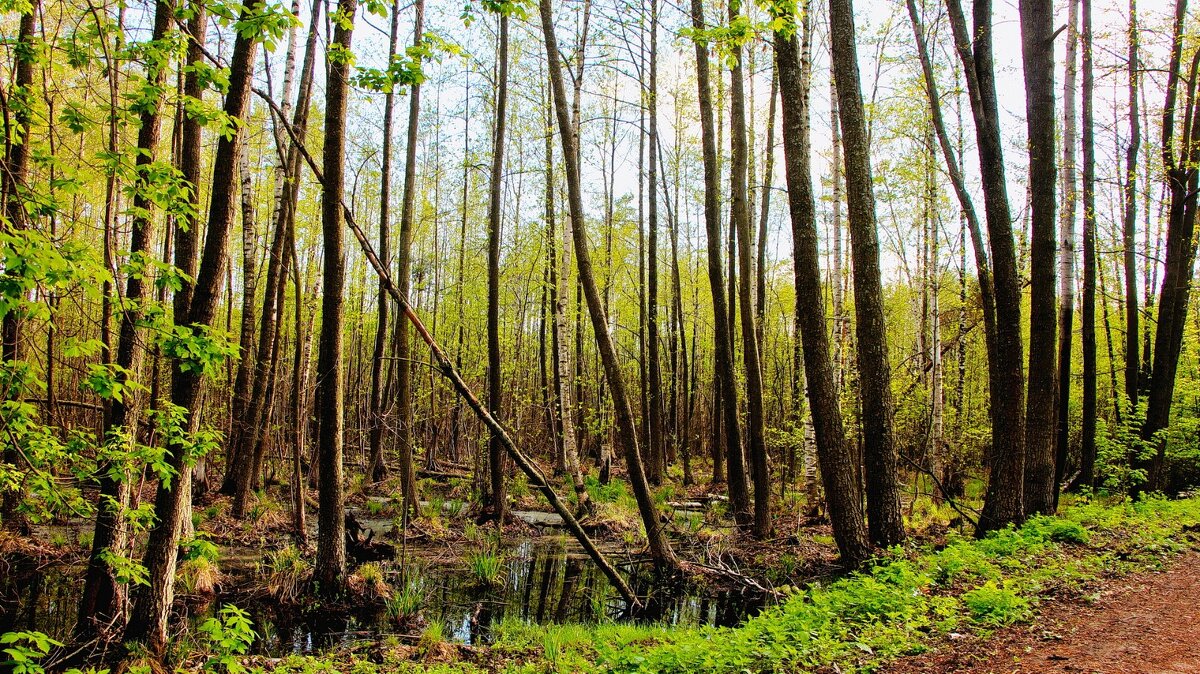 Подмосковье.Май месяц - Тамара Вебер