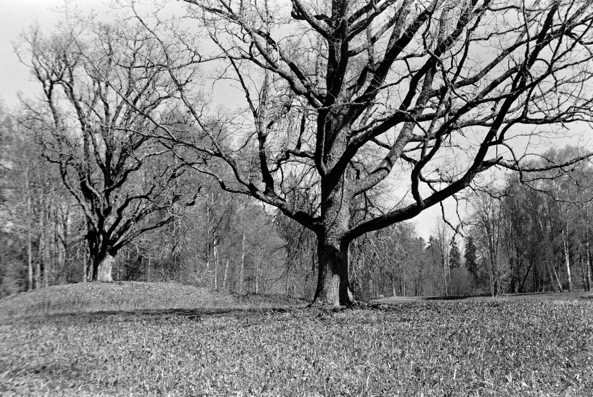 200 и 400-летние дубы в Тригорском. Фото на плёнку - Олег Зоркий 200 и 400-летние дубы в Тригорском. Фото на плёнку - Олег Зоркий